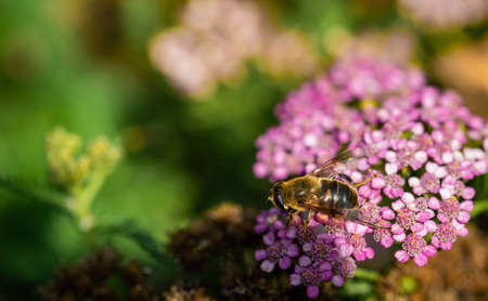 Bee on a pink flower in the garden