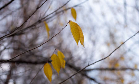Last yellow leaves on a tree branchの写真素材