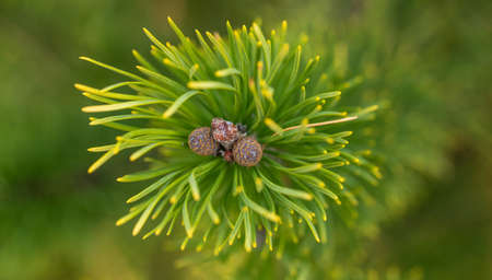Cedar branch with small cones on new years eve