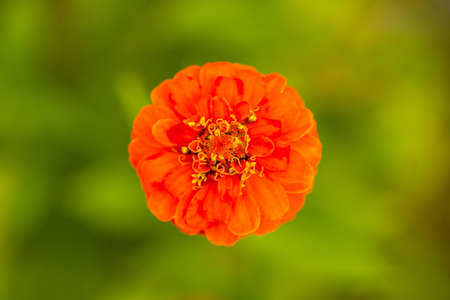 Bright orange elegant zinnia flowers in the garden.