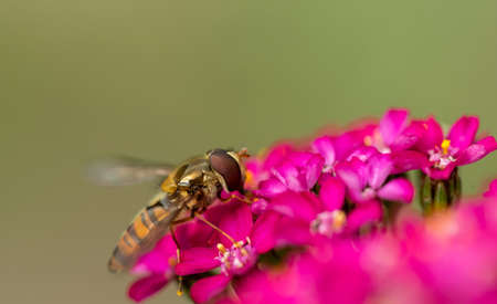 Striped fly looks like wasp - Hoverfly sitting on pink flowerの写真素材