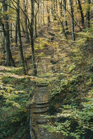 Ladder on the health trail in the Caucasus Mountains, Rosa Khutor, Sochi