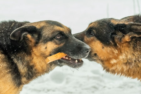 Two dogs grab a stick. One stick for two