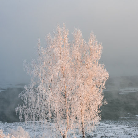 Frost-covered tree branches on the river bank in severe frostの写真素材