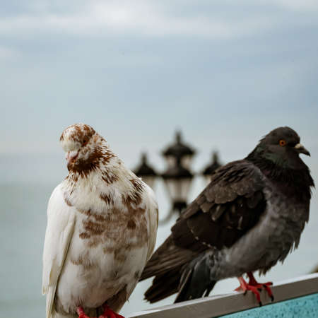 Portrait of a white dove against the background of an old lantern