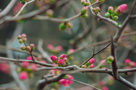 Red quince flowers on a bush in early springの写真素材