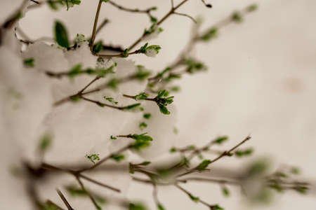 The first spring leaves covered with snow