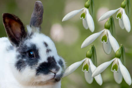 White rabbit on the lawn with flowers