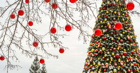 Christmas tree and red balls on tree branchesの写真素材