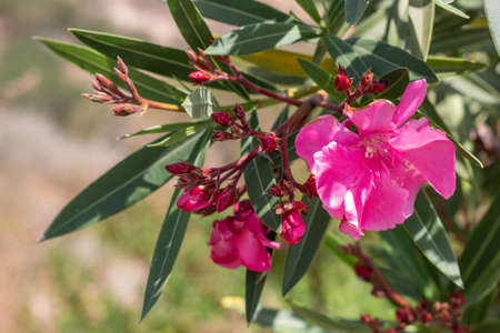 Pink oleander flowers in the garden