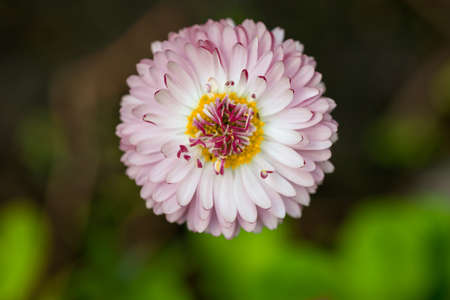 Pink daisy on a flower bed in the gardenの写真素材