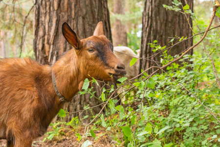 A brown Czech goat eats leaves from a treeの写真素材
