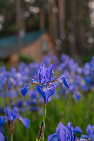 Blue irises on a flowerbed in the courtyard of the house