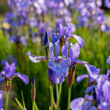 Blue irises growing on a flower bed in the garden