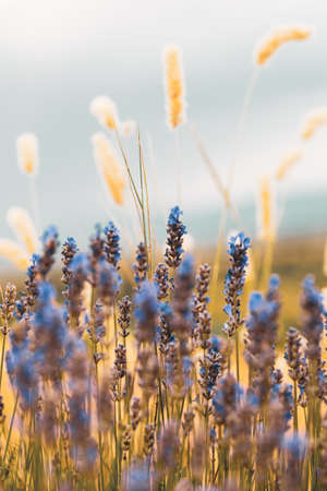 Blue lavender flowers in the mountains of Bulgaria