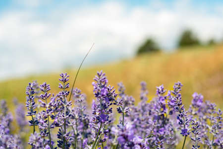 Blue lavender flowers in the mountains of Bulgariaの写真素材