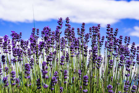 Blue lavender flowers in the mountains of Bulgariaの写真素材