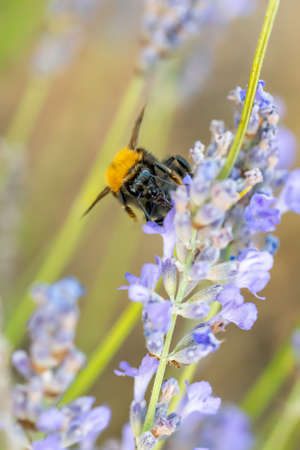 European honey bee on a lavender flowerの写真素材