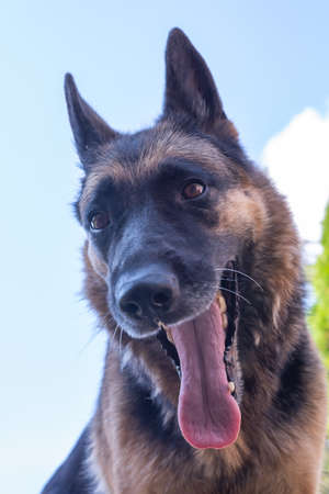 German shepherd sitting with his tongue hanging outの写真素材