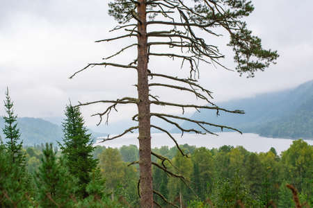 Pine tree on the background of a mountain lake, Altai, Russia