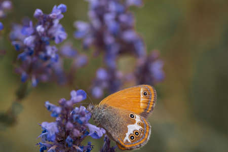 Sennitsy Latin Coenonympha - A genus of butterflies in the satyrin family on a lavender flowerの写真素材