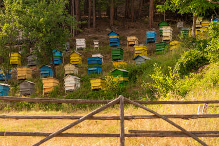 Multicolored bee houses in an apiary in Bulgaria