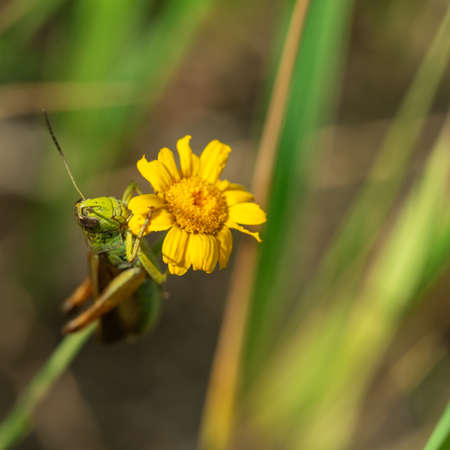 Green grasshopper sitting on yellow flower macro