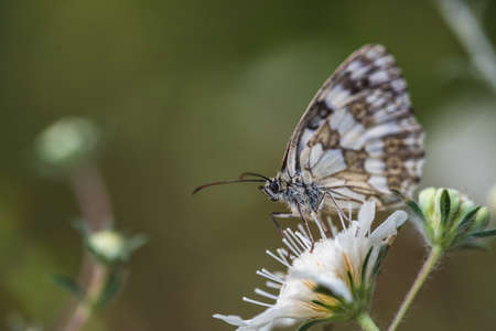Melanargia galathea, Marbled White butterfly on flower.の写真素材