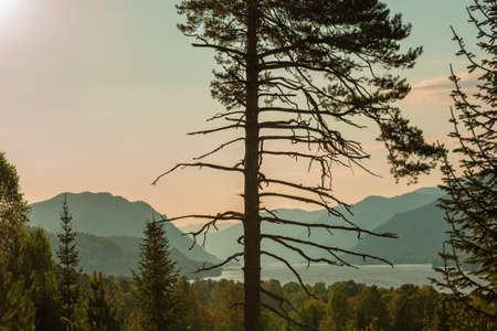 Pine tree on the background of a mountain lake, Altai, Russia.の写真素材