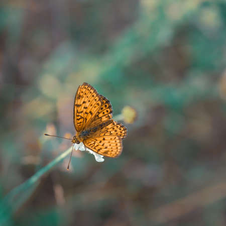 Orange arginini butterfly on flower - summer backgroundの写真素材