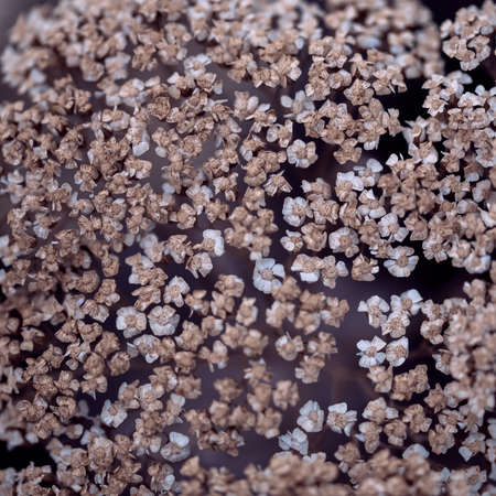 Floral background - small dry flowers, top view.の写真素材