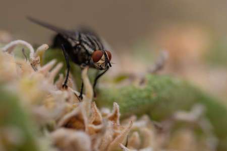 Closeup of a housefly sitting on a plant in the garden.の写真素材