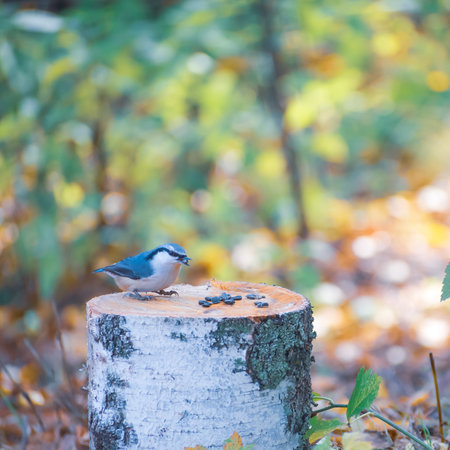 Bird nuthatch sits on a birch stump in the autumn forestの写真素材