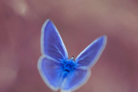 Beautiful blue butterfly on a pink background