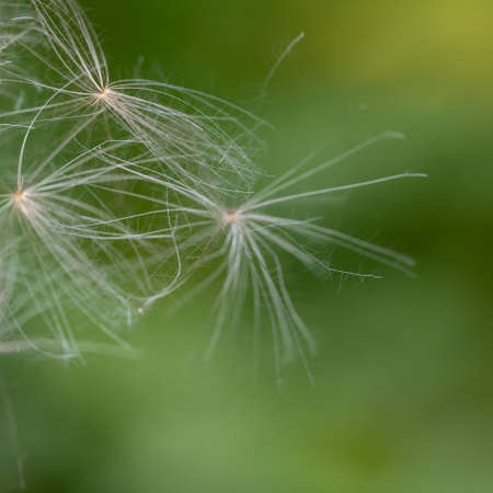 Summer background - whitening fluff from a plant