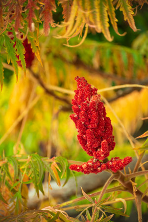 Rhus coriaria, commonly called Sicilian sumac, tanners sumach, or elm-leaved sumach. Red flowers of...