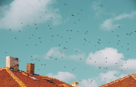 Birds on a background of blue sky fly over tiled roofs