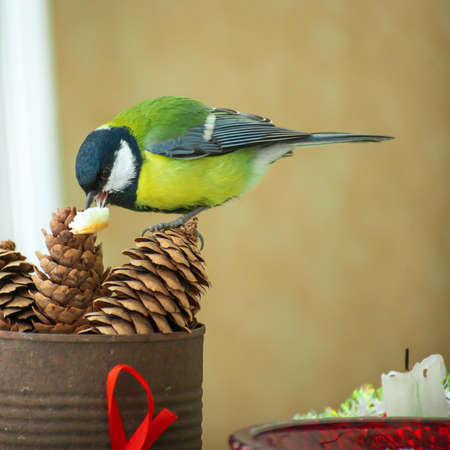 A titmouse bird eats on a table with Christmas decorationsの写真素材