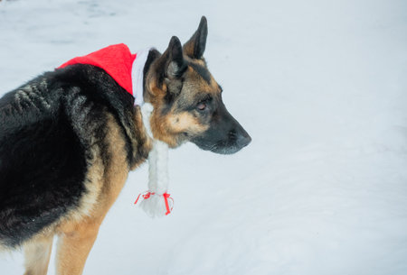 German shepherd dog in a red christmas cap on a snowy backgroundの写真素材