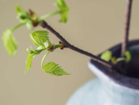 The first spring gentle leaves, buds and branches macro backgroundの写真素材