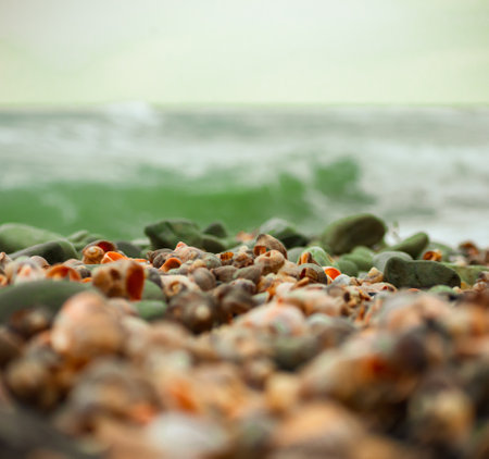 Background of many small shells and sea waves.の写真素材