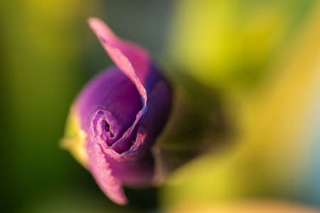 Closeup of a purple iris bud. Floral background.の写真素材