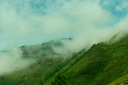 Misty foggy mountain landscape with fir forestの写真素材