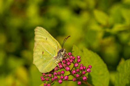 Yellow spring butterfly Gonepteryx rhamni on purple flowers shrub.の写真素材