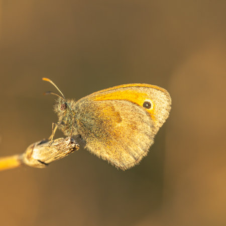 An orange butterfly sits on a dry stem on a brown background