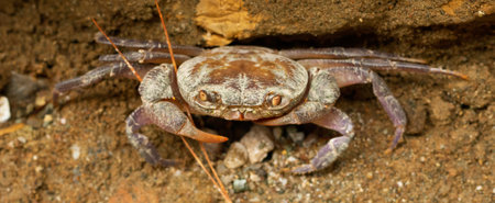 A land crab emerges from a burrow in Goynuk Canyon, Turkeyの写真素材