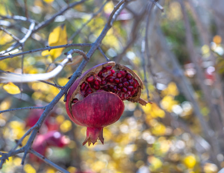 Pomegranate tree and a cracked pomegranate on the tree.の写真素材