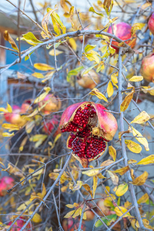 Pomegranate tree and a cracked pomegranate on the tree.の写真素材