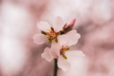 Cherry and apple flowers on the branches, close-up