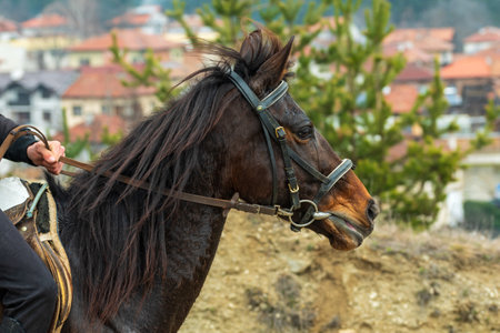 People in traditional bulgarian clothing riding a horse in the mountainsの写真素材